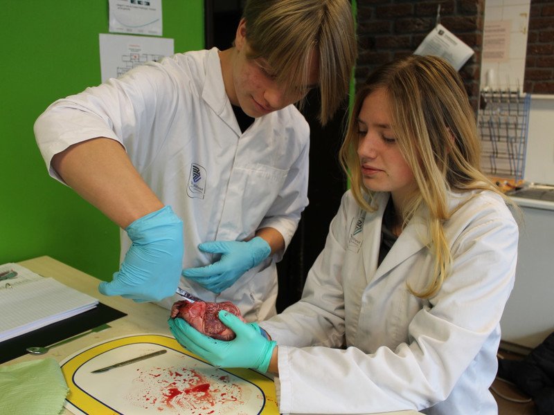 2022-11-07 5GW dissectie hart -2-.JPG