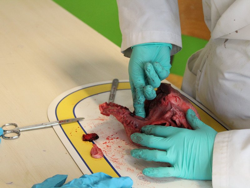 2022-11-07 5GW dissectie hart -15-.JPG