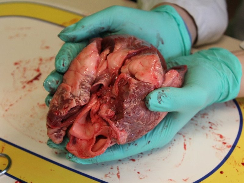 2022-11-07 5GW dissectie hart -29-.JPG