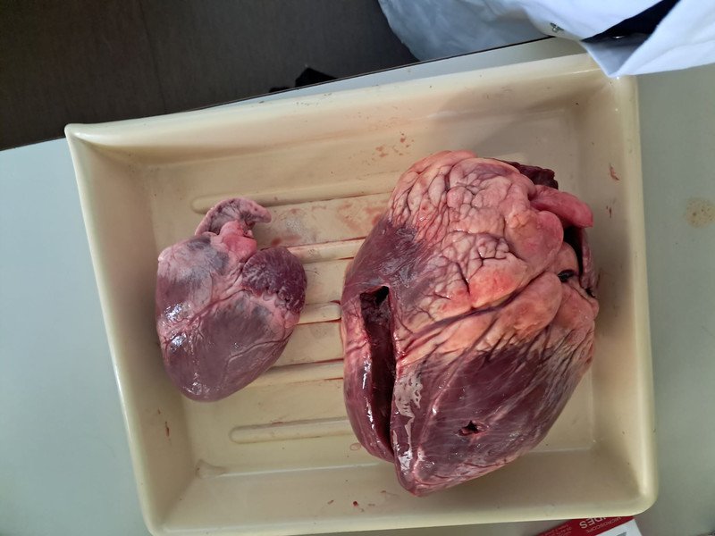 2025-04-28 4MW -2-.jpeg