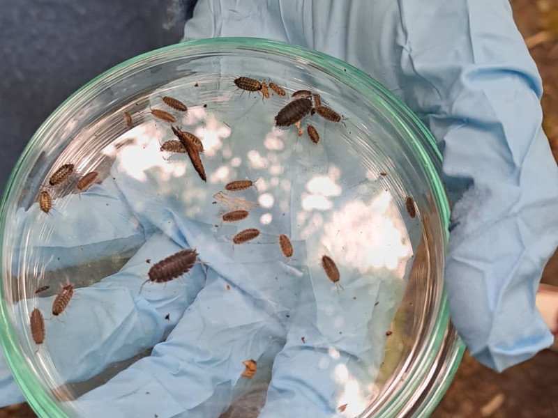 2025-05 2 Spectrum A-stroom -9-.jpg