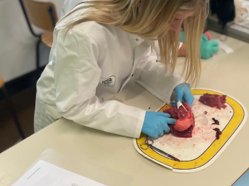 2025-11 5 Gezondheidszorg -2-.png