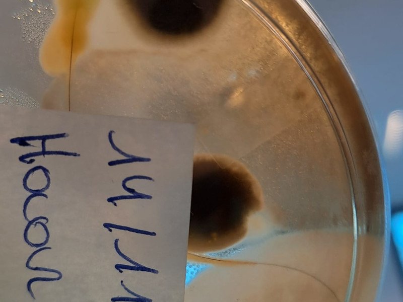 2025-11-23 2 Spectrum -1-.jpg