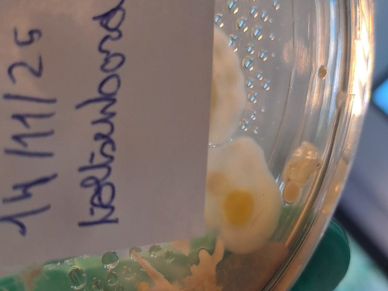 2025-11-23 2 Spectrum -3-.jpg