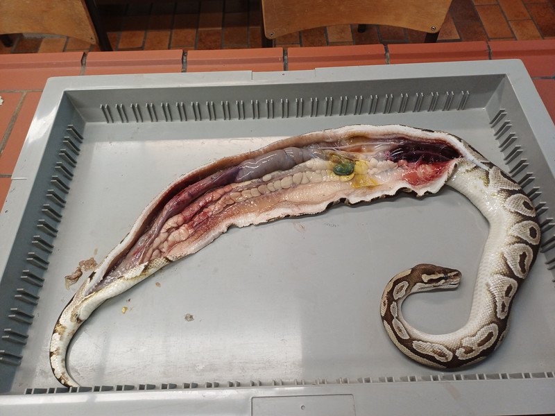 2026-01-29 jaarwerkdag 6des -1-.jpg